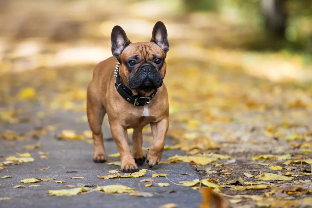 smeđi francuski buldog u šetnji