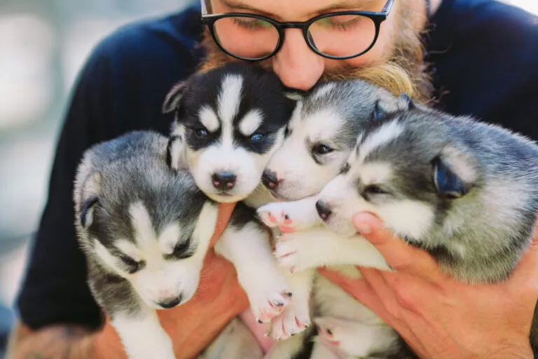 Štenci huskyja u rukama uzgajivača