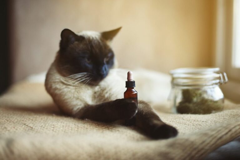 homeopatija kod mačke