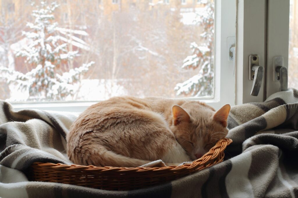 Mačka spava u košari s dekicom ispred prozora