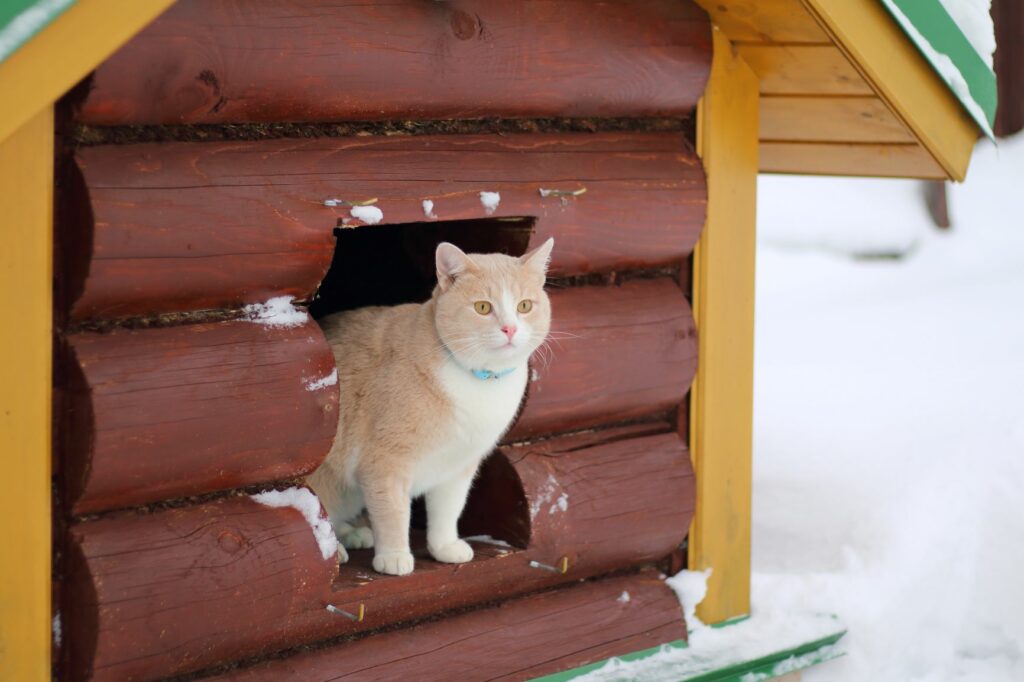 Mačka u vanjskoj kućici na snijegu