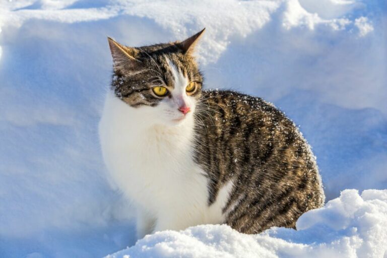 mačke zimi, mačka u snijegu