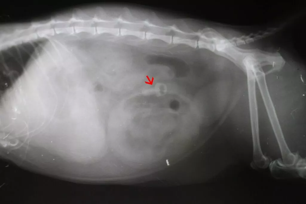 Rentgenska slika stranog tijela u trbušnoj šupljini mačke
