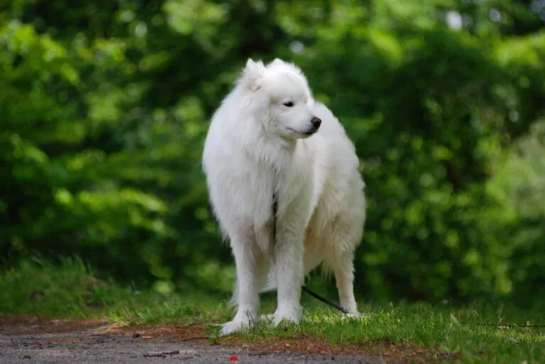 Samojed u šetnji