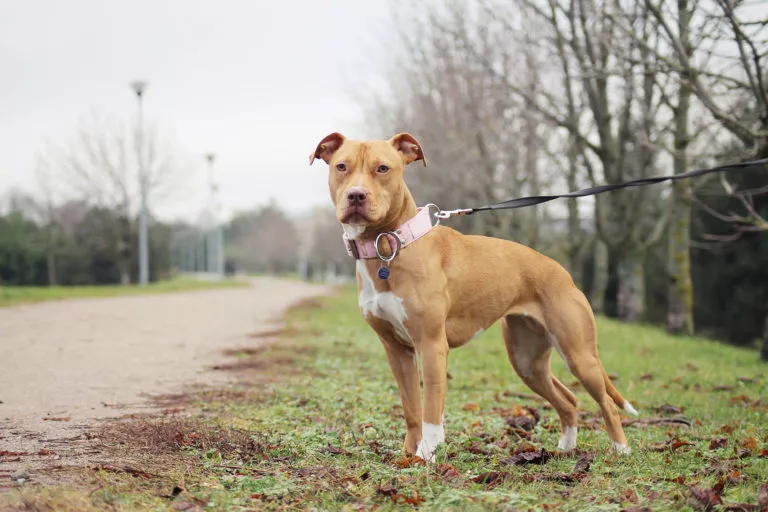 Američki pit bull terijer u šetnji na povodcu