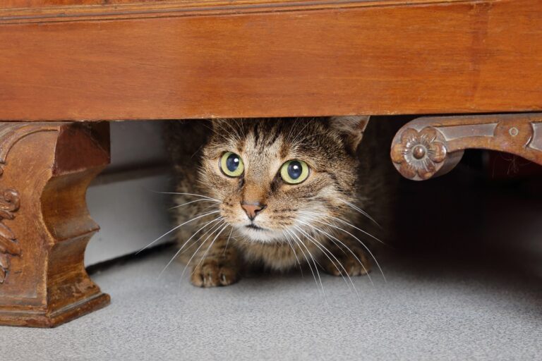 strašljiva tabby smeđa mačka skriva se ispod namještaja