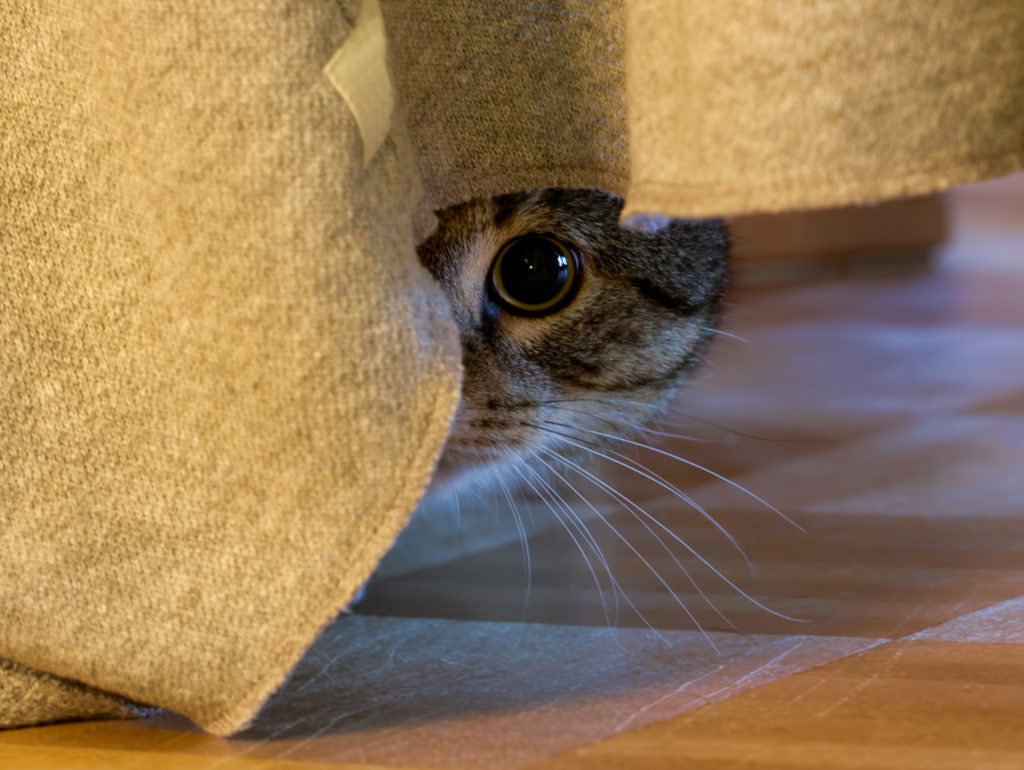 Preplašena mačka skriva se iza prekrivača