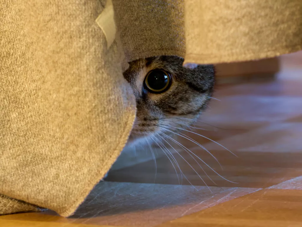 Preplašena mačka skriva se iza prekrivača