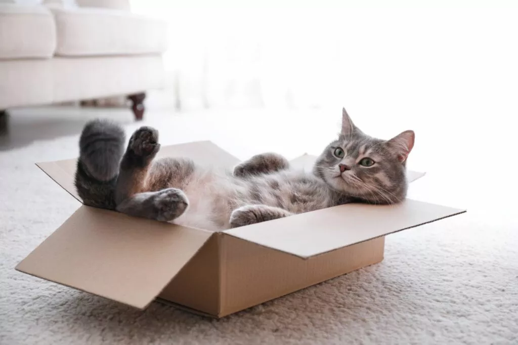 Mačka leži u kutiji