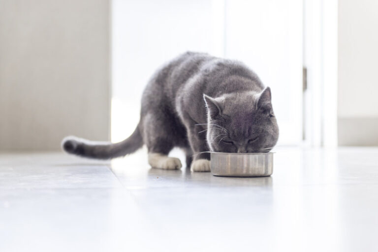 siva mačka jede hranu iz zdjelice