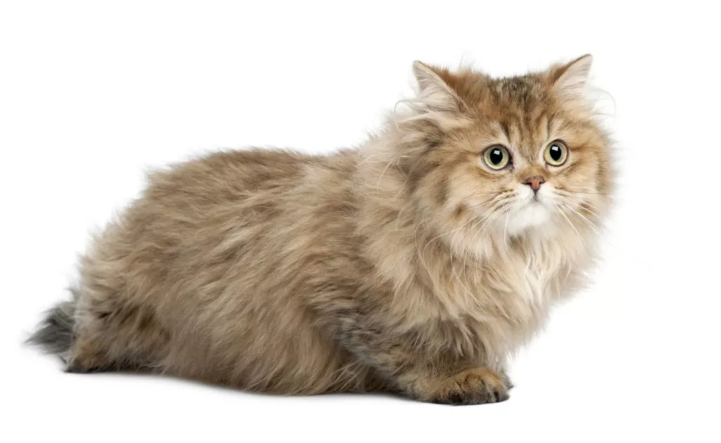 britanska dugodlaka mačka