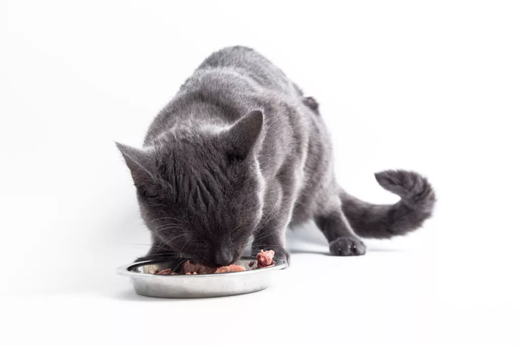 mačka jede mokru kvalitetnu hranu za mačke