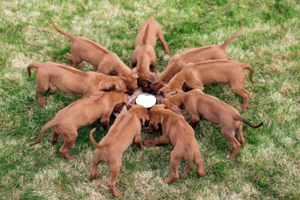 9 štenaca rodezijskog goniča jedu zajedno