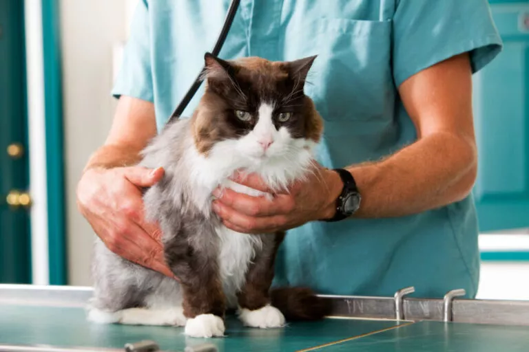 Hipertrofična kardiomiopatija kod mačke