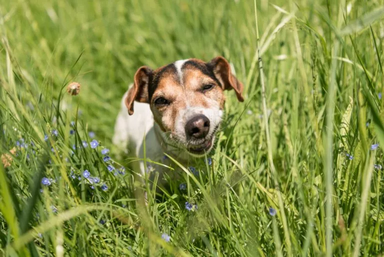 Mali Jack Russell terijer jede travu na livadi.