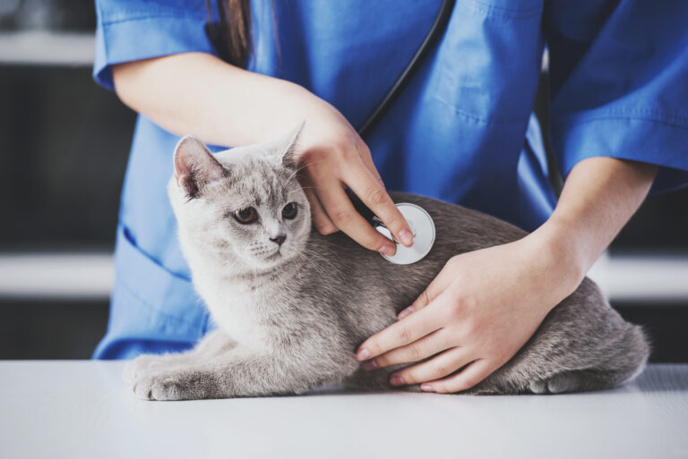 veterinarka u plavoj kuti pregledava mačku stetoskopom