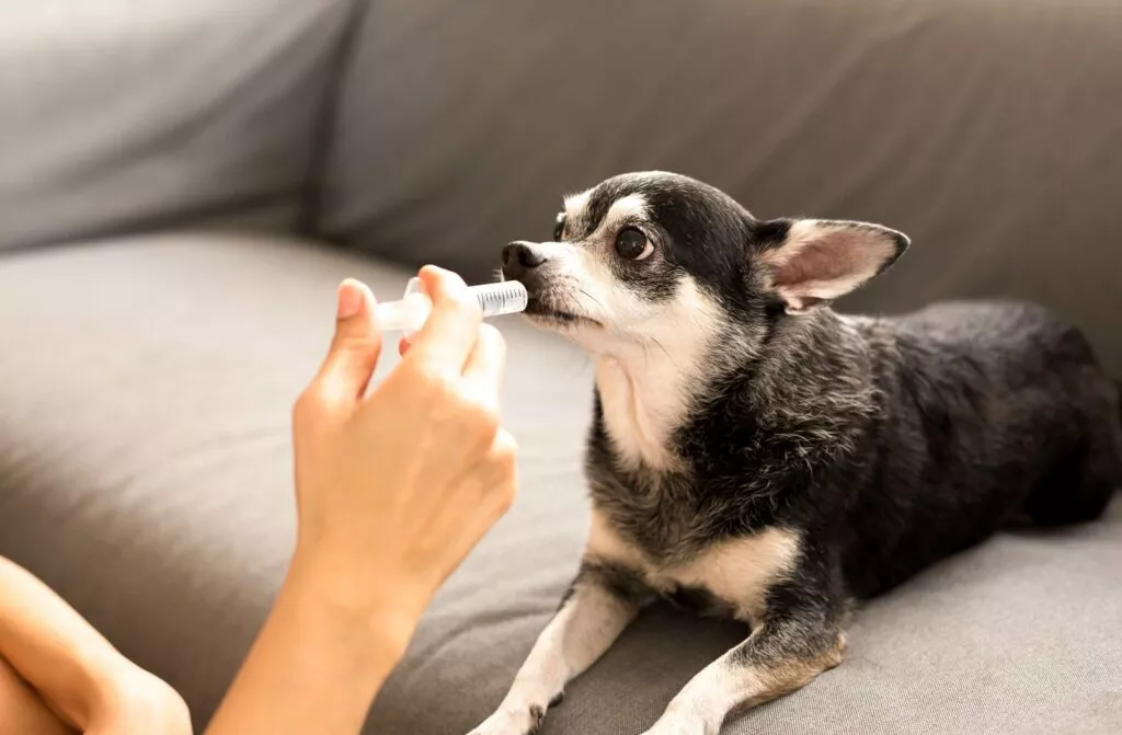 Vlasnica daje psu lijek protiv bolova kroz špricu