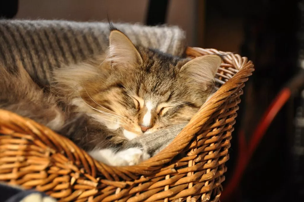 Mačka spava u košari
