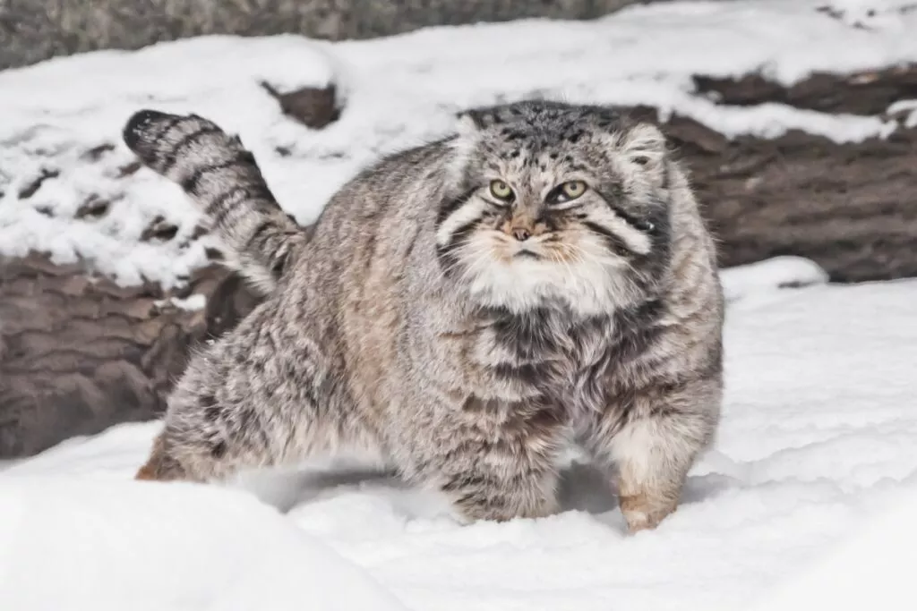 pallasova mačka na snijegu
