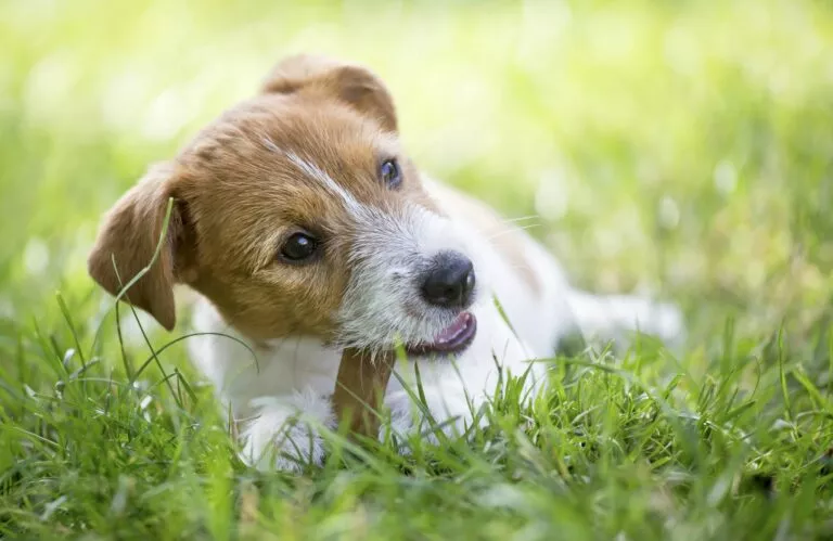 pas na travnjaku sa grickalicom