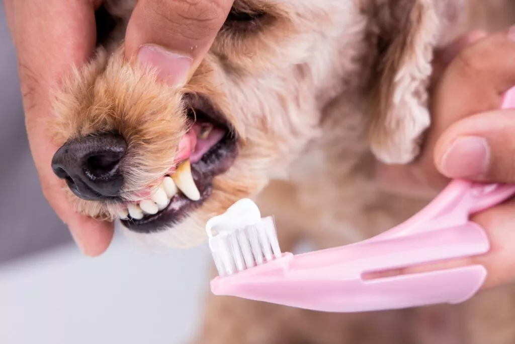 vlasnik četkicom pokušava očistiti zube psa