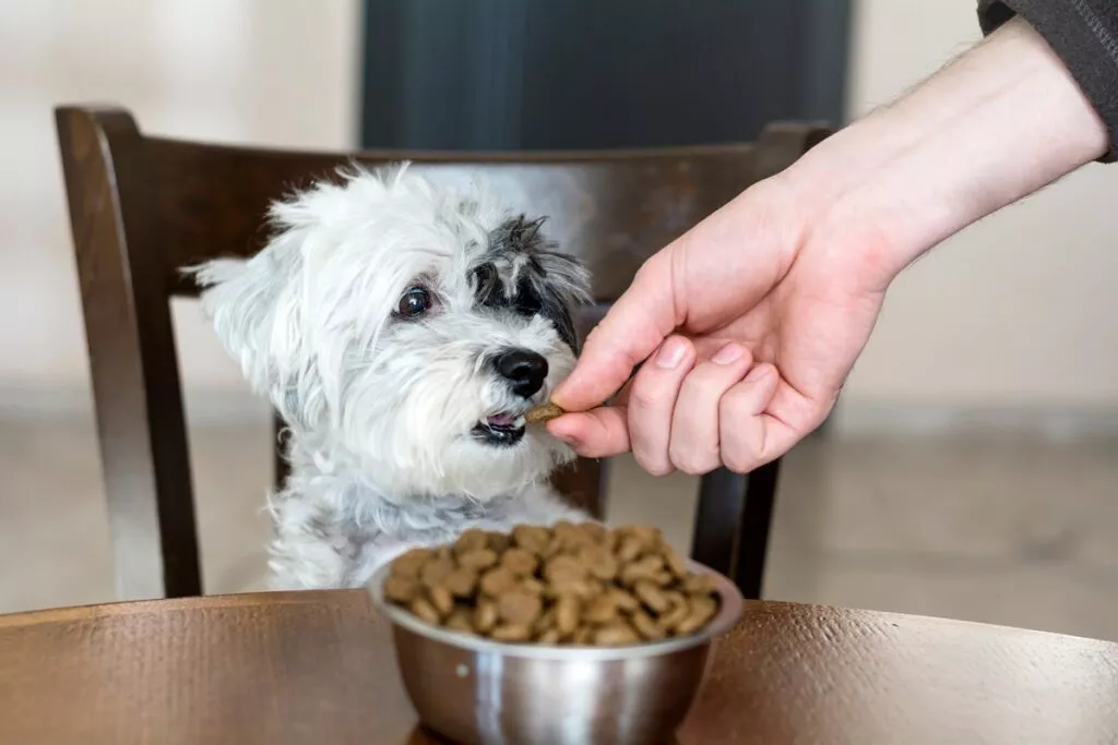 vlasnica daje psu granulu suhe hrane dok on sjedi za stolom na kojem je puna zdjela hrane