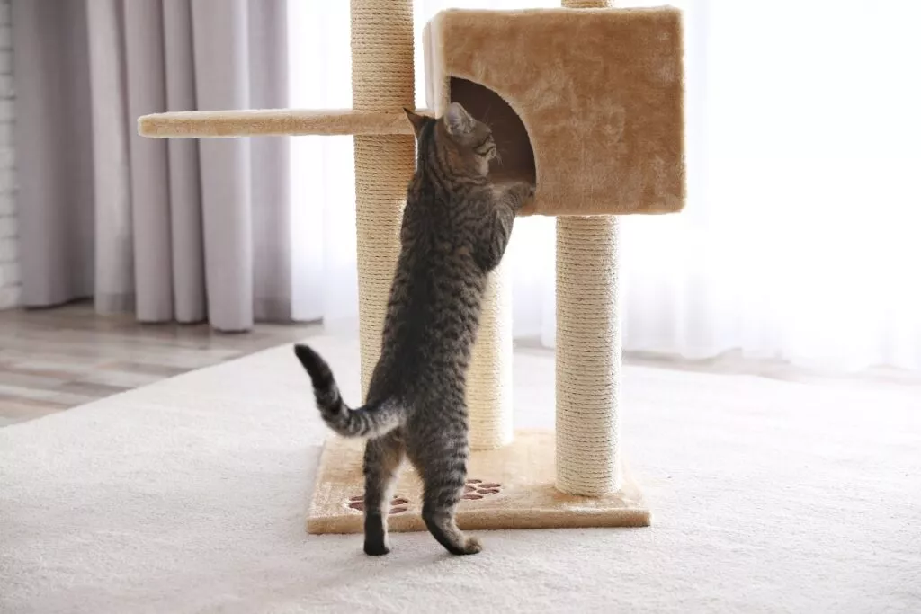 mačka se pokušava popeti u skrivalicu na grebalici
