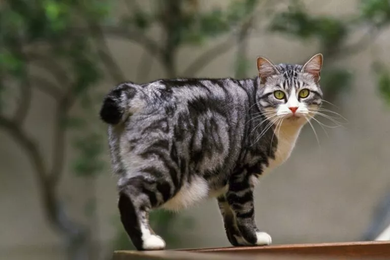 japanski bobtail stoji na ogradi