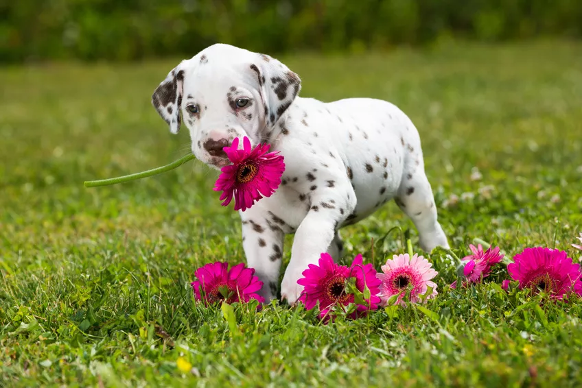 štene dalmatinca s ružičastim cvijećem na travnjaku