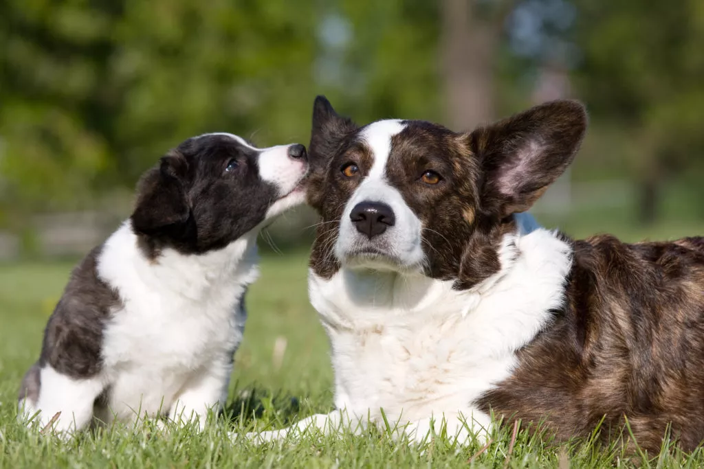 štene i mama velški korgi cardigan odmaraju na travnjaku