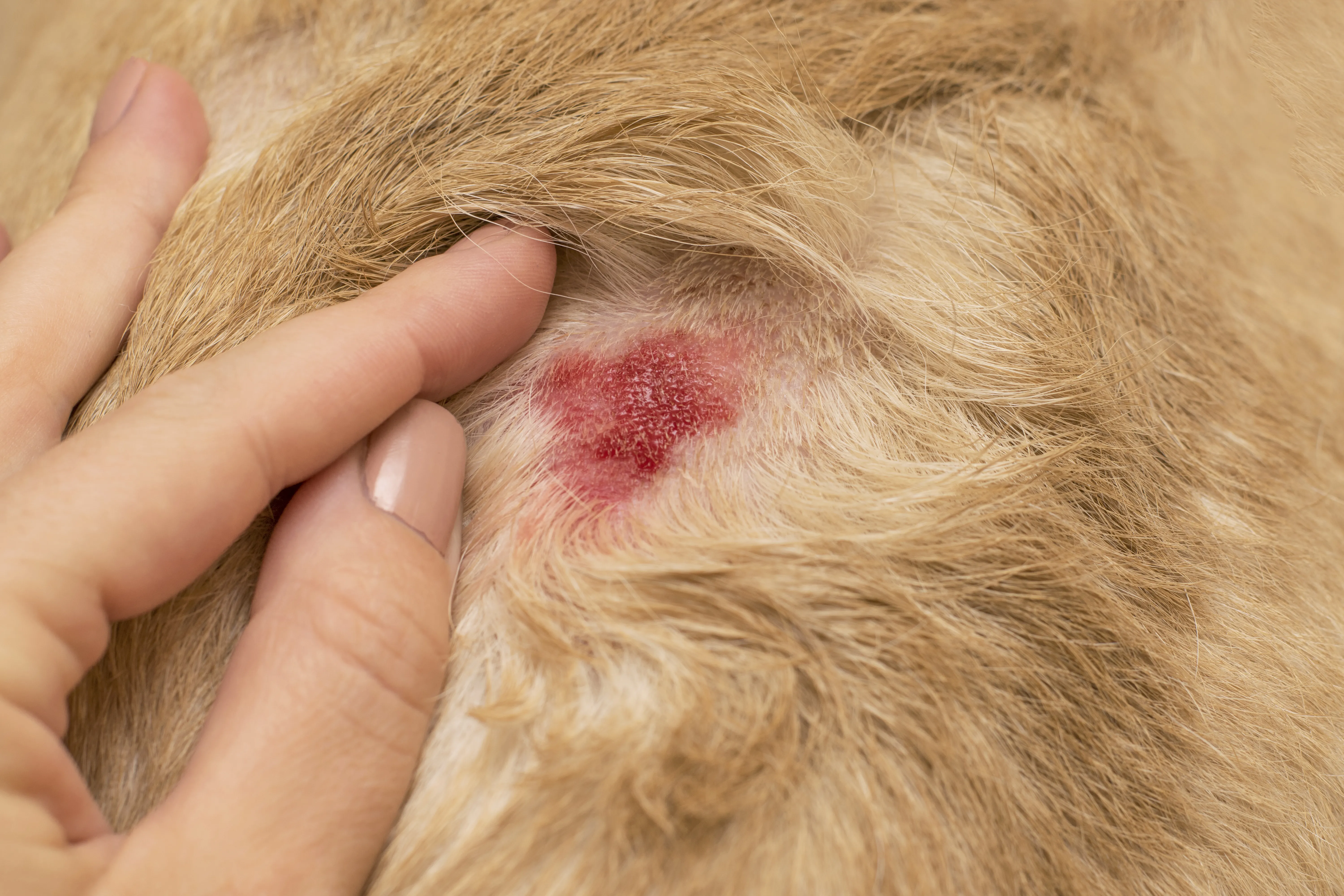 Otvorena dermatološka rana kod psa.