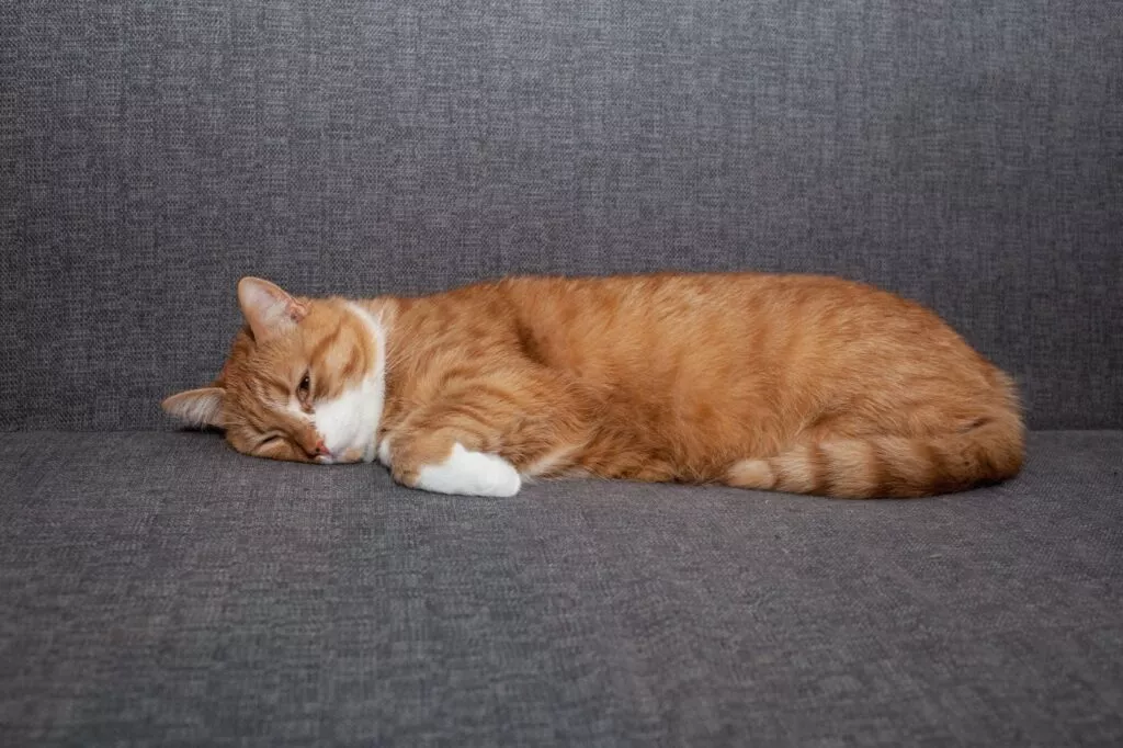 Mačka leži na sivoj sofi