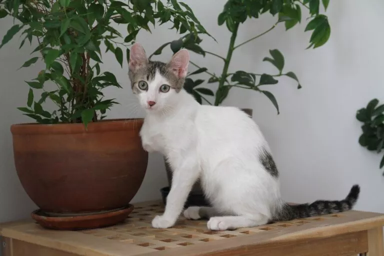 Bijela mačka s amputiranom nogom sjedi na malom stolu