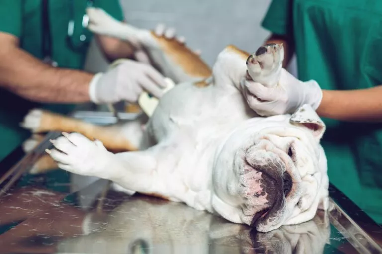 Pas leži na veterinarskom stolu dok mu veterinar radi ultrazvuk u potrazi za mokraćnim kamencima