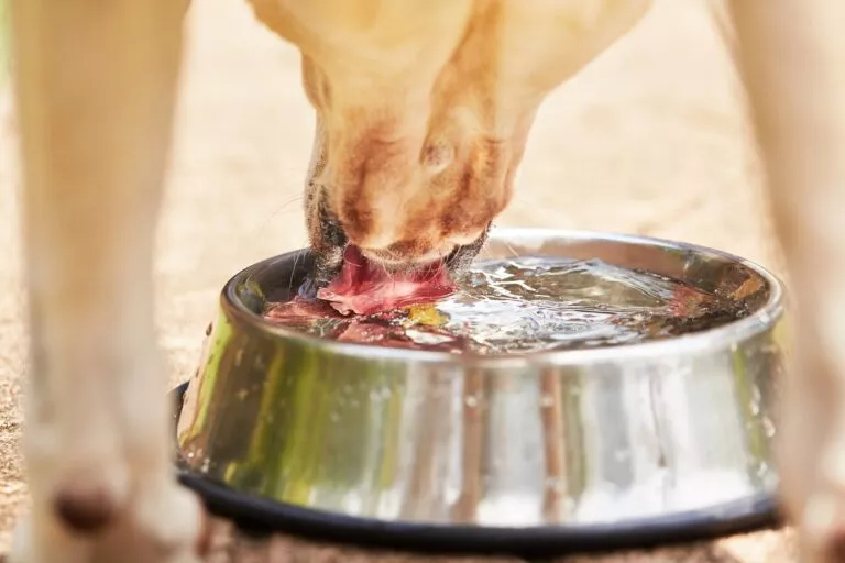 Pas pije vodu iz zjelice