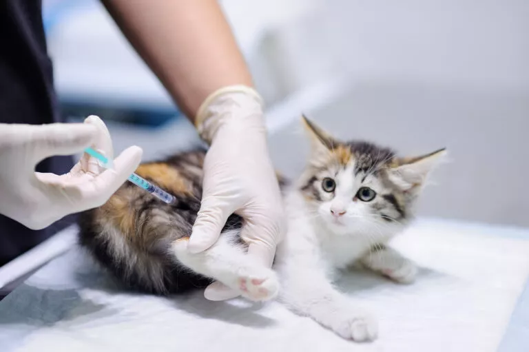 Veterinar daje cjepivo mačiću