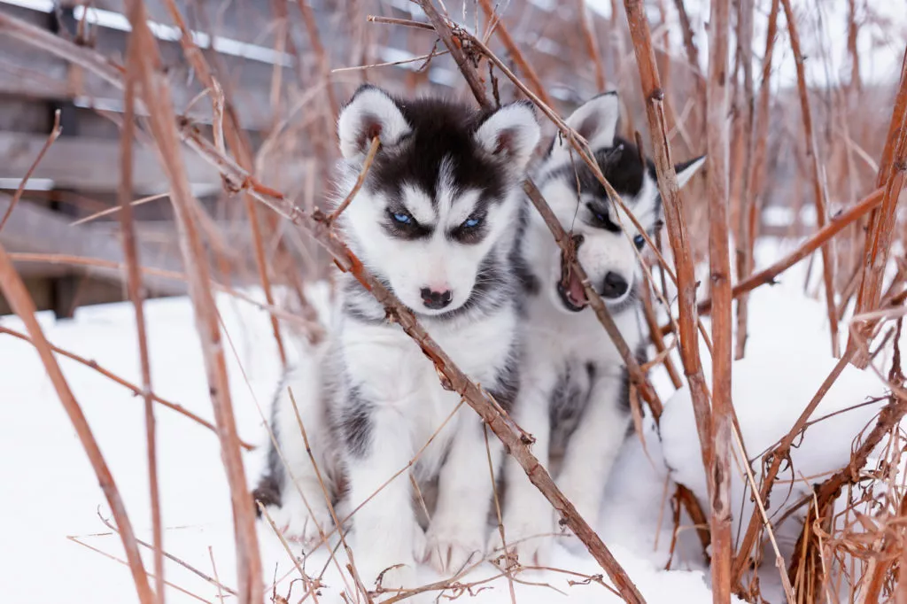 Dva šteneta sibirskog haskija