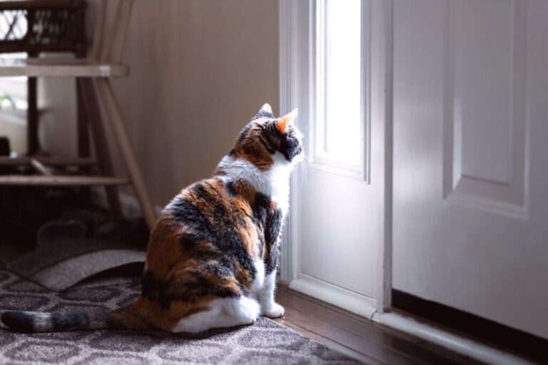 Tužna, mačka sjedi i gleda kroz mali prozor na ulaznim vratima
