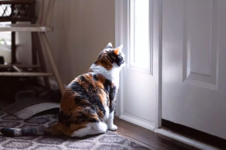 Tužna, mačka sjedi i gleda kroz mali prozor na ulaznim vratima