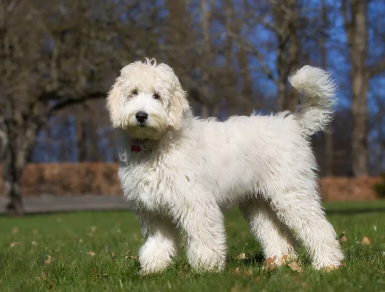 Labradoodle na travnjaku