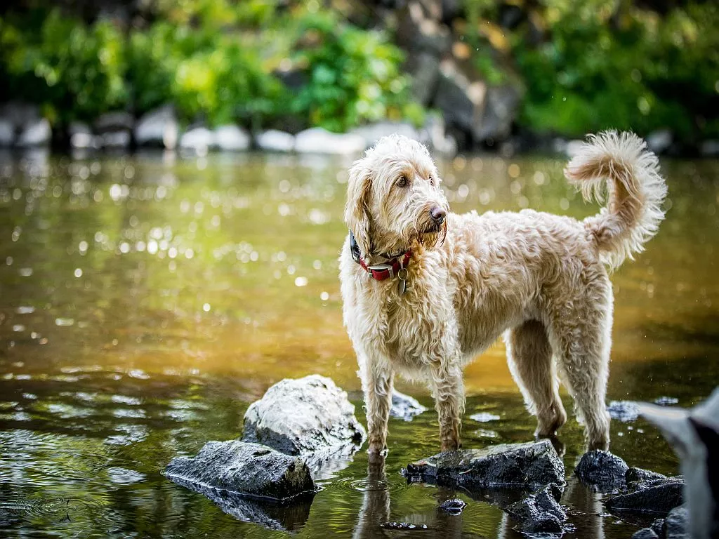 Labradoodle u rijeci