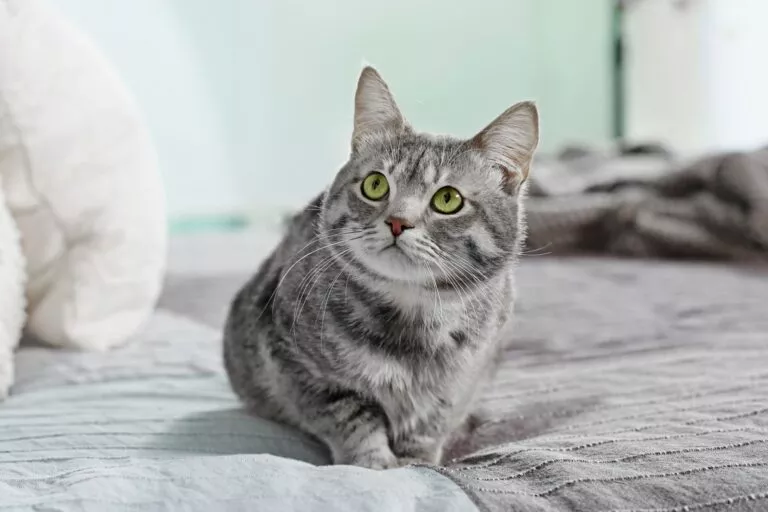 siva mačka sjedi na krevetu