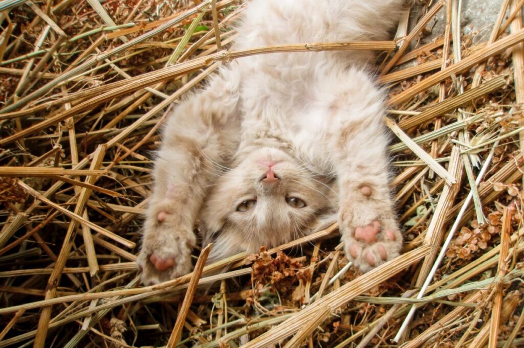 Sretni mačić leži u slami