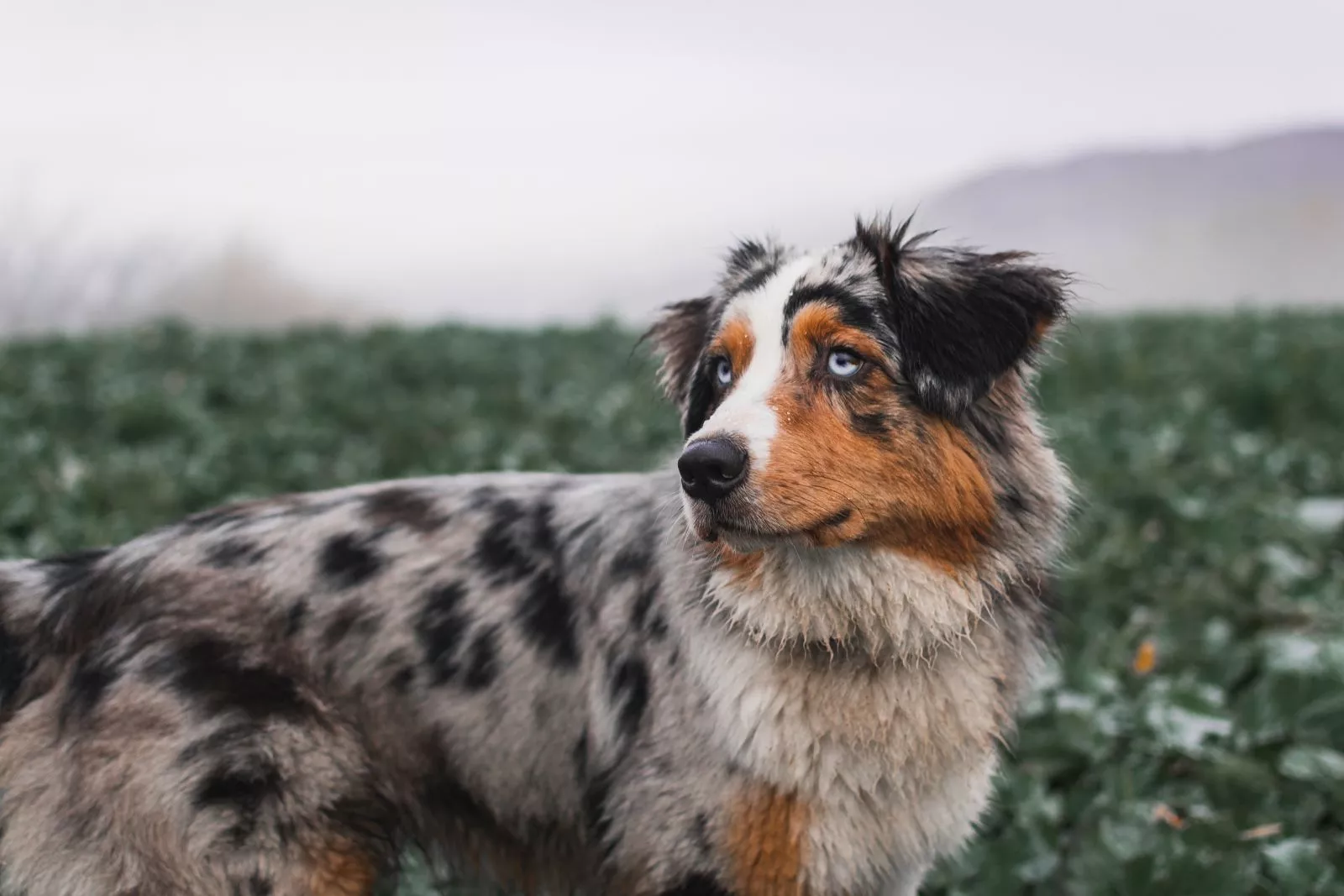 Australski ovčar u boji blue merle