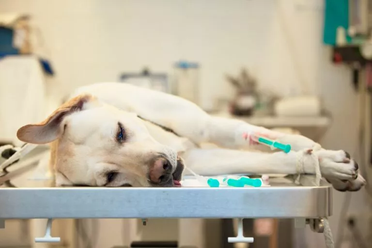 Labrador retriver leđi na operacijskom stolu kod veterinara
