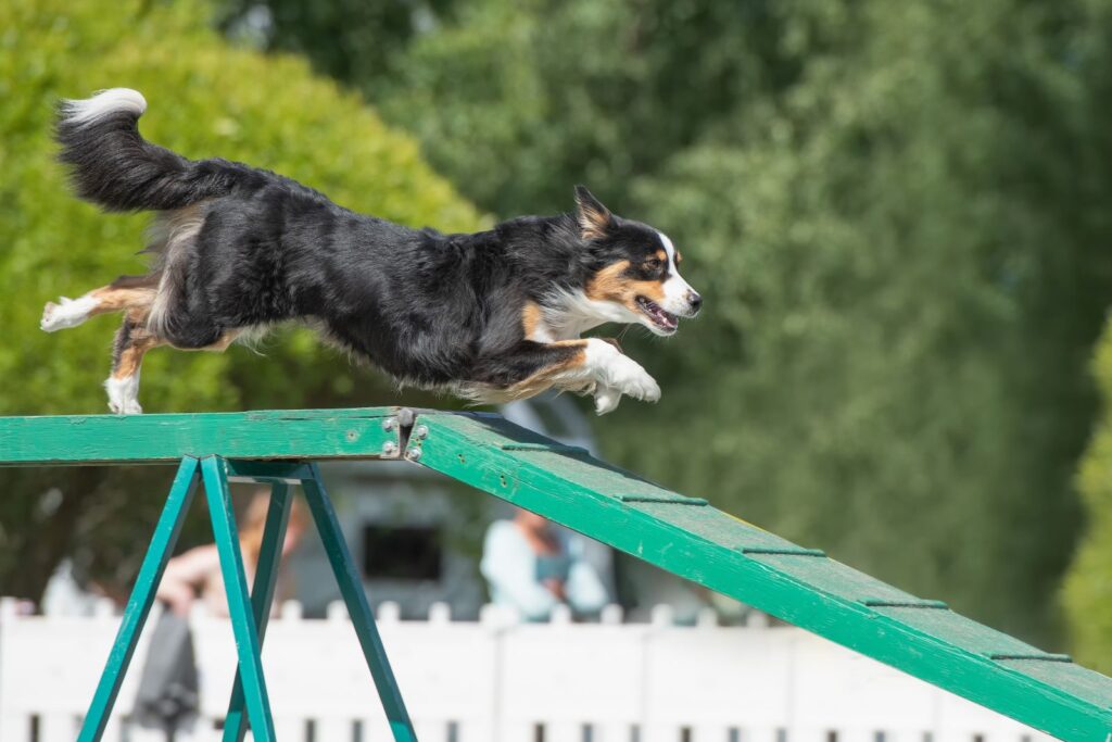 Australski ovčar na agility treningu Australski ovčar na agility treningu