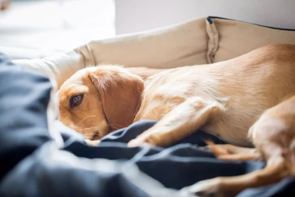 Bolestan pas odmara u krevetu nakon epileptičkog napada