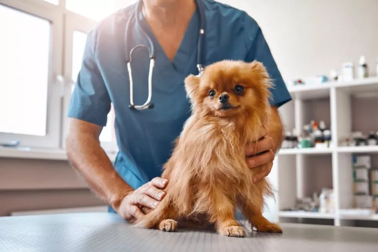 Veterinar sa psom koji ima epilepsiju