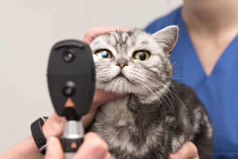 Veterinar pregledava oko mačke