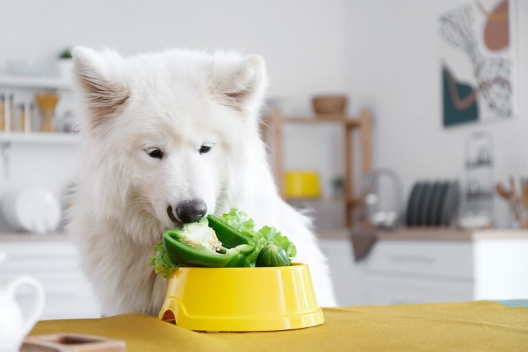 Samojed jede povrće Veganska prehrana pasa; samojed jede povrće